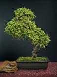 Bonsai, Japanese Art Form, Miniature Tree in Bon-Chris Willson-Photographic Print