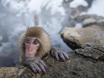 Japanese Snow Monkeys Bathing in Hot Spring Pools at Jigokudani Onsen, Nagano Prefecture, Japan-Chris Willson-Framed Stretched Canvas