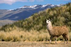 Andean Llama-chrishowey-Photographic Print