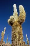 Cactus – Salar De Uyuni-chrishowey-Photographic Print