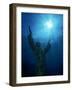 Christ of the Abyss Statue, Pennekamp State Park, FL-Shirley Vanderbilt-Framed Photographic Print