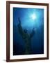 Christ of the Abyss Statue, Pennekamp State Park, FL-Shirley Vanderbilt-Framed Photographic Print