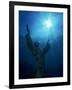 Christ of the Abyss Statue, Pennekamp State Park, FL-Shirley Vanderbilt-Framed Photographic Print