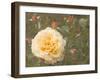 Christchurch Yellow Roses-George Johnson-Framed Photographic Print