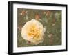 Christchurch Yellow Roses-George Johnson-Framed Photographic Print