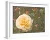 Christchurch Yellow Roses-George Johnson-Framed Photographic Print