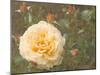 Christchurch Yellow Roses-George Johnson-Mounted Photographic Print