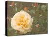 Christchurch Yellow Roses-George Johnson-Stretched Canvas