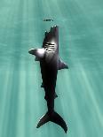 Megalodon Shark And Great White-Christian Darkin-Photographic Print
