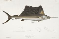 Sailfish. Istiophorus-Christian Ehrenberg-Stretched Canvas