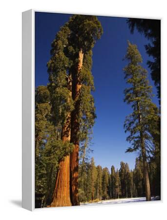 California, Sequoia National Park, Huge Trunks of Tall Sequoia