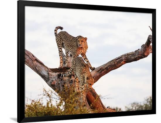 Photographic Print, , large
