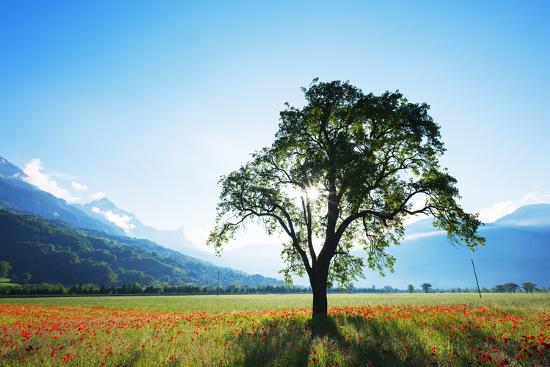 Photographic Print, , large
