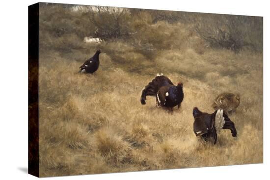 Stretched Canvas Print, , large