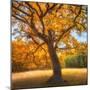 Wood Mount