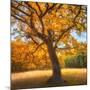 Wood Mount