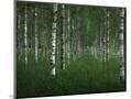 Wood Mount