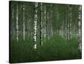 Stretched Canvas