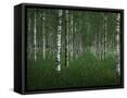 Canvas Black