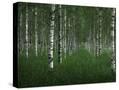 Stretched Canvas