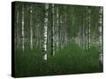 Stretched Canvas