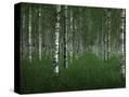 Stretched Canvas