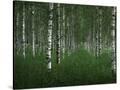Stretched Canvas