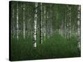 Stretched Canvas