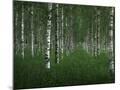 Wood Mount