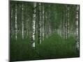Wood Mount