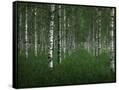 Canvas Black