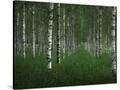 Stretched Canvas