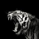 Roaring Lion #2-Christian Meermann-Photographic Print