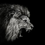 Roaring Lion #2-Christian Meermann-Photographic Print