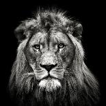 Young Male Lion-Christian Meermann-Photographic Print