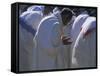 Christian Men at Prayer During Mass in the Church at Woolisso, Shoa Province, Ethiopia-Bruno Barbier-Framed Stretched Canvas