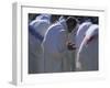 Christian Men at Prayer During Mass in the Church at Woolisso, Shoa Province, Ethiopia-Bruno Barbier-Framed Photographic Print