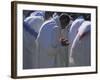 Christian Men at Prayer During Mass in the Church at Woolisso, Shoa Province, Ethiopia-Bruno Barbier-Framed Photographic Print