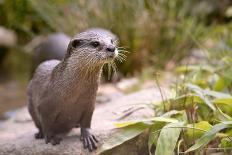 Closeup Small-Clawed Otter Among Plants-Christian Musat-Stretched Canvas