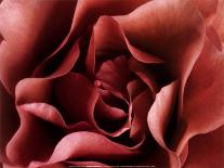 Rose-Christian Sarramon-Art Print