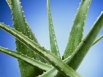 Aloe Vera-Christian Schuster-Framed Photographic Print