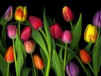 Colorful Tulips Isolated Against Green Background-Christian Slanec-Photographic Print
