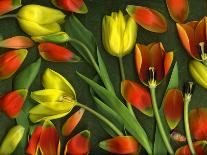 Colorful Tulips Isolated Against Green Background-Christian Slanec-Photographic Print