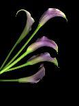 Five Vibrant Calla Lilies Isolated Against a Black Background-Christian Slanec-Photographic Print