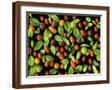 Brown Frame