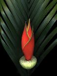 Red Bird of Paradise and Palm Leaf Isolated-Christian Slanec-Photographic Print