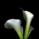 Two Orchid Flowers Isolated on Black Background-Christian Slanec-Photographic Print
