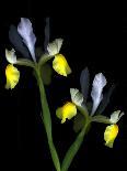 Vibrant Yellow Tulips Isolated Against a Black Background-Christian Slanec-Photographic Print