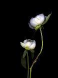 Five Vibrant Calla Lilies Isolated Against a Black Background-Christian Slanec-Photographic Print