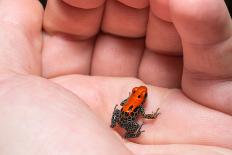 Red-Backed Poison Frog, (Ranitomeya Reticulata) a Colorful and Poison Frog of the Amazon Jungle.-Christian Vinces-Laminated Photographic Print